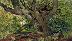 Burnham Beeches by James Matthews
